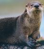 0911_otter.jpg