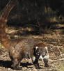 0912_coatimundi.jpg