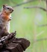 0913_goldenmantelsquirrel_0.jpg