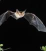 1009_pallidbat_0.jpg