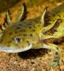 1015_waterdogs.jpg