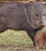 1109_javelina_0.jpg