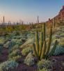 A young organ pipe cactus grows amid saguaros and ocotillos in Organ Pipe Cactus National Monument’s Alamo Canyon. | Paul Gill