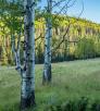 Mature aspens grow at the edge of a large meadow along the Mount Baldy Crossover Trail. | Laurence Parent