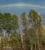 A vibrant rainbow arches over aspens and evergreens south of Big Lake. | Paul Gill