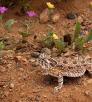 Texas Horned Lizard