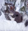 Abert's Squirrel