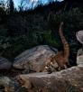 a coati stands on a rock
