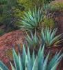 Agaves line a rocky hill.