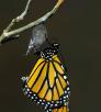 Photograph by Bruce D. Taubert