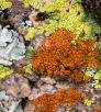Close-up of colorful lichen by Bruce D. Taubert
