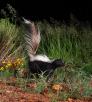 Striped skunk emerging from tall grasses at night. Photograph by Bruce D. Taubert.