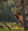 Bull elk with rim lighting in a forest clearing. Photo by Mike Buchheit.