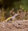 Zebra-Tailed Lizard doing "push-up" on a dirt bank. By Bruce D. Taubert