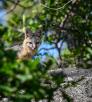 Gray fox on a rock in daytime looking through foliage. By Anne James