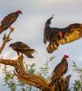 Three turkey vultures perched on a mesquite tree while a fourth lands. By Byron Nelsen