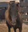 A new baby horse looks head on at the camera. It is brown with a brown mane and no blaze. 