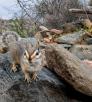 Cliff chipmunk posing on a rock and looking towards camera. By Bruce D. Taubert