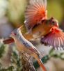 A female pyrrhuloxia perches in the foreground as a female cardinal prepares to land in the background. By Jack Dykinga