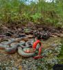 A mostly gray snake with red and orange is curled upon itself in a grassy and lichen environment. By Bruce Taubert