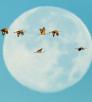 Sunrise illuminates a group of seven cranes as they fly in front of the full moon. By Jack Dykinga
