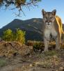 A mountain lion looks at the camera from several feet away in a desert scrub environment under a mesquite tree with mountains in the background. By Bruce D. Taubert