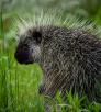 Porcupine in green grass by Michael Wilson