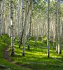 The Inner Basin Trail curls through a stand of aspens in late-afternoon light. By Joel Hazelton