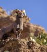 A male big horn sheep strikes a majestic pose atop a rocky desert outcrop. By John Sherman