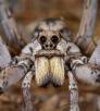 Facial close-up of a wolf spider by Bruce D. Taubert