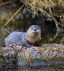 An adult river otter eyes its photographer from a rocky riverbank. By Bruce D. Taubert