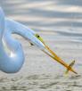 Photograph of great egret catching a small fish is by Jack Dykinga.