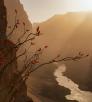A blooming ocotillo is the key to Adam Scallau's image of the Colorado River from Whitmore Canyon Overlook on the Grand Canyon's north rim.
