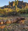 A gila monster rests in a rocky desert setting beneath the Superstition Mountains. | Bruce D. Taubert