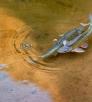 Two humpback chubs swim in shallow water. By Jack Dykinga