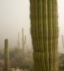 Photograph of saguaros in a foggy desert landscape is by Gurinder Singh.