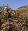 Photograph of man crouching on a rock in the desert blowing into a didgeridoo is by Steven Meckler