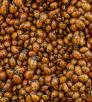 Photograph of a convergent lady beetle mass is by Bruce D. Taubert