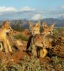 Photograph of four kit fox cubs in a sandy desert wash is by Bruce D. Taubert