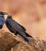 Photograph of two ravens perched on red rocks is by John Sherman.