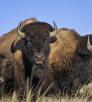Two adult and one juvenile American bison are pictured as part of a larger group. | Bruce D. Taubert