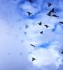A flock of birds is partially obscured by clouds as it flies upwards against a blue and white backdrop. By Norma Jean Gargasz