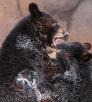 Black_Bears_Suzanne_Mathia.jpg