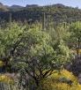 0118_blackettridgetrail.jpg
