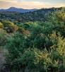 0416_forestroad618.jpg