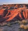 0518_petrifiedforest.jpg