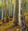 0918_innerbasintrail.jpg
