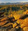 drive_0115_saguaronationaleast.jpg