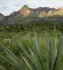 drive_south_pinery_164.jpg