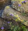 hike_0214_s_wildburro.jpg